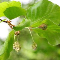 山毛櫸 Beech